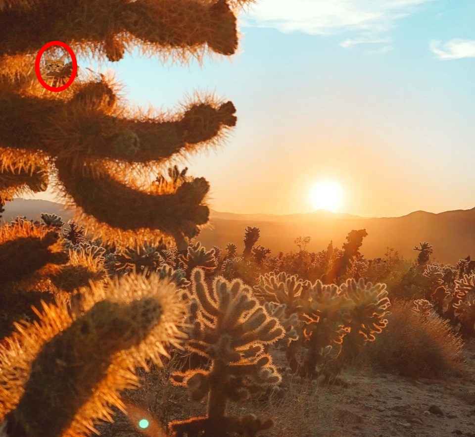 You Have Highly Attentive Eyes If You Can Spot The Cat Hidden In Cacti In 7 Seconds 